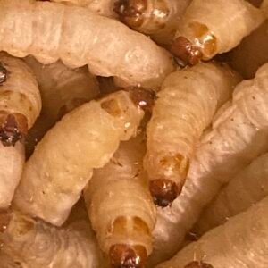 wax worms