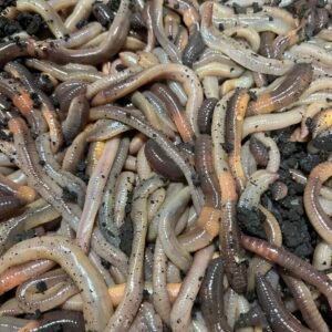 night crawlers