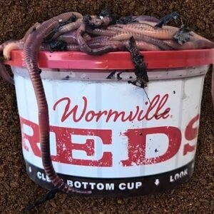 trout and pan fish red worms