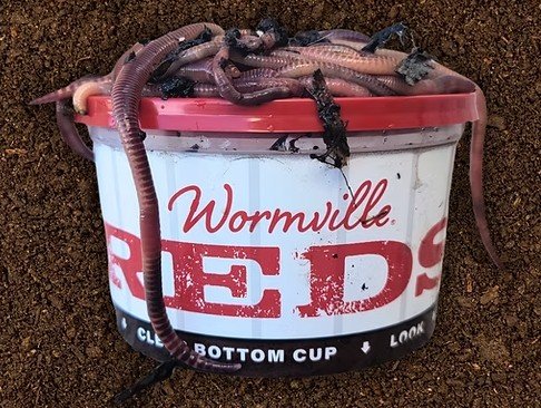 trout and pan fish red worms trout and pan fish red worms