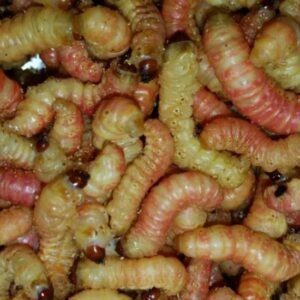 butter worms